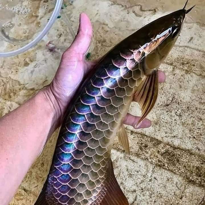 Ikan Arwana