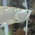 Ikan Arwana Silver