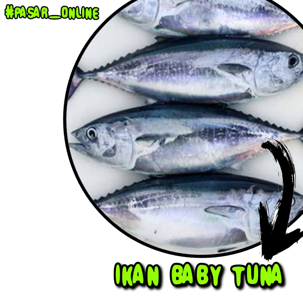 Ikan Baby Tuna 1kg
