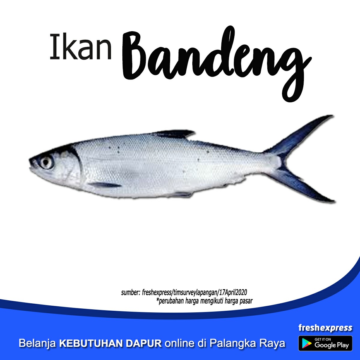 Ikan Bandeng Laut 500 Gram