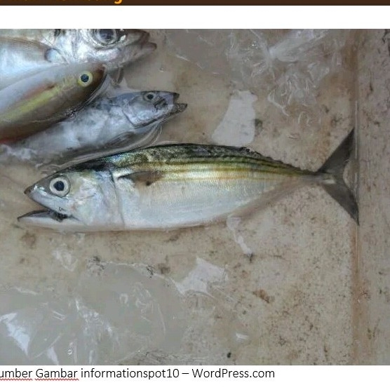 Ikan Banyar