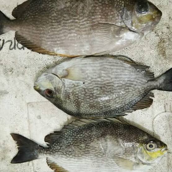 Ikan Baronang