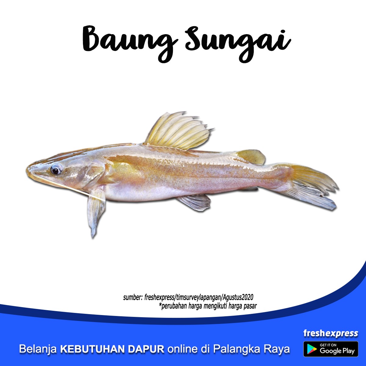 Ikan Baung Sungai 1 Kg