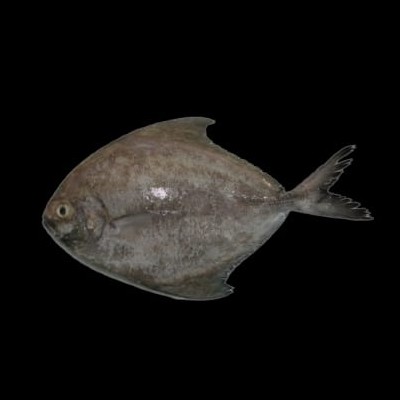 Ikan Bawal Hitam