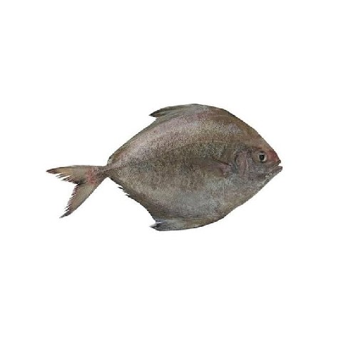 Ikan Bawal Hitam