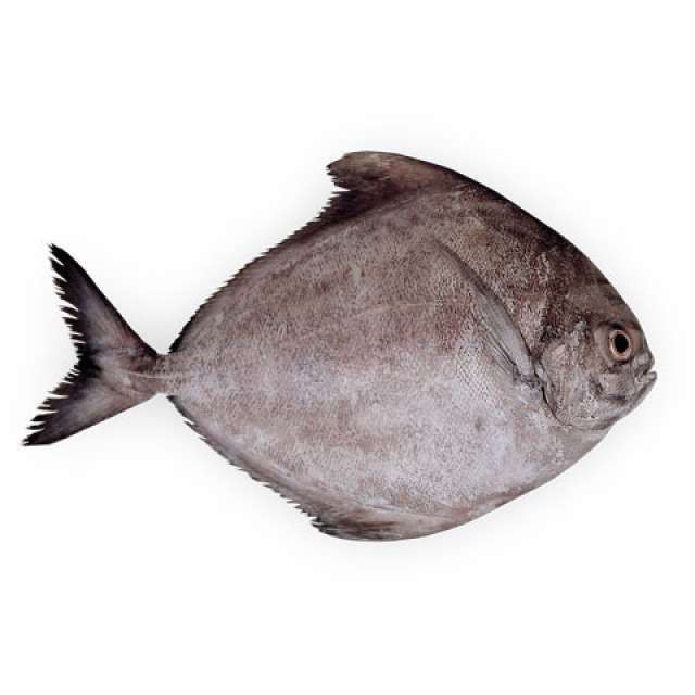 Ikan Bawal Hitam