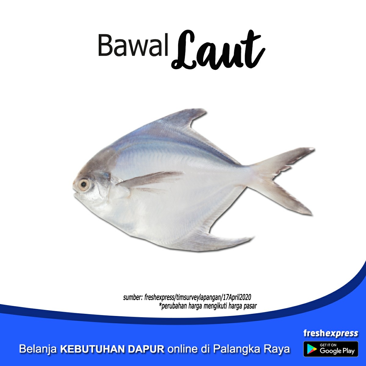 Ikan Bawal Laut - Setengah Kg