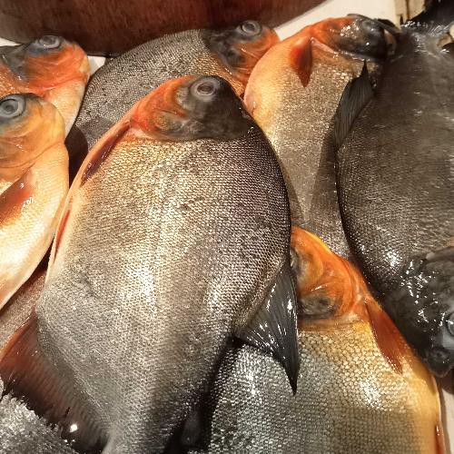 Ikan Bawal Merah