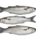 Ikan Belanak