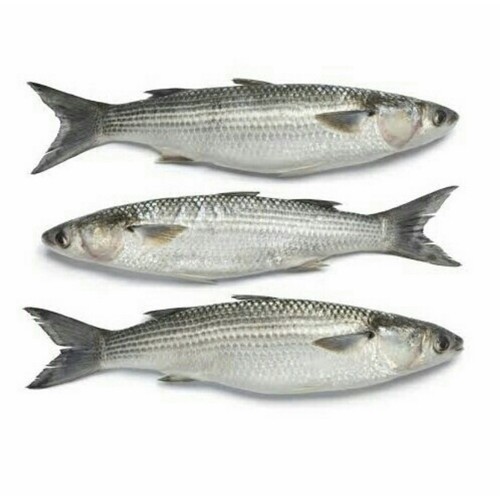 Ikan Belanak