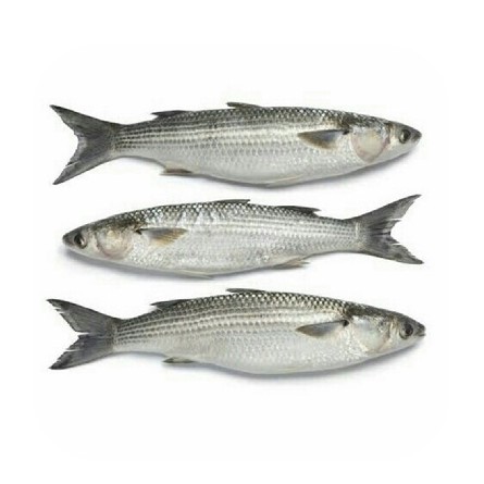 Ikan Blanak