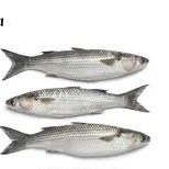 Ikan Blanak