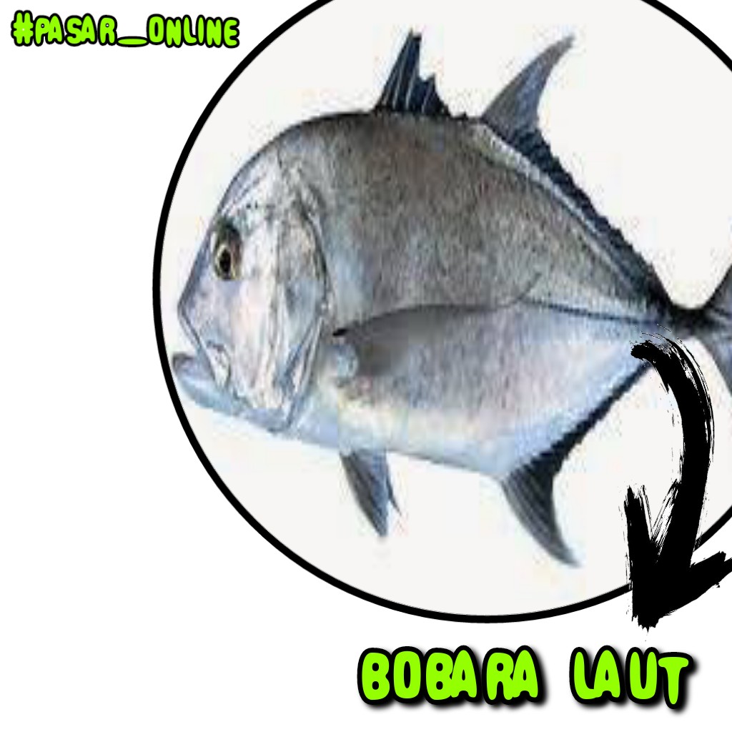 Ikan Bobara Laut 1kg