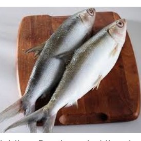 Ikan Bolu