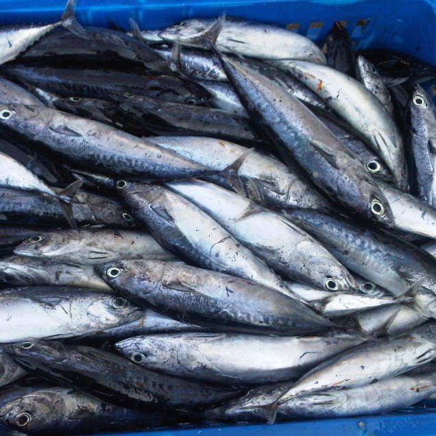 Ikan Cakalang