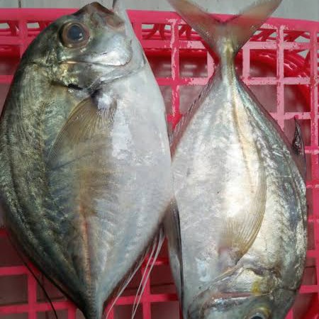 Ikan Cepa
