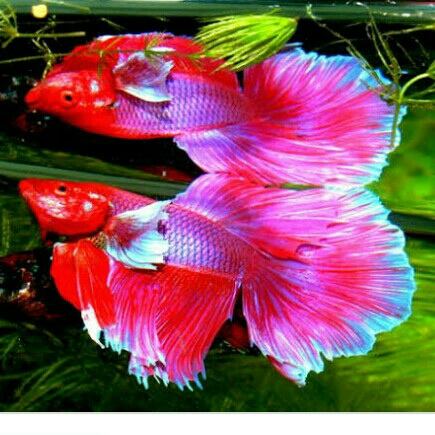 Ikan Cupang