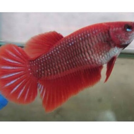 Ikan Cupang Red Halfmoon