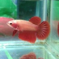 Ikan Cupang White Halfmoon