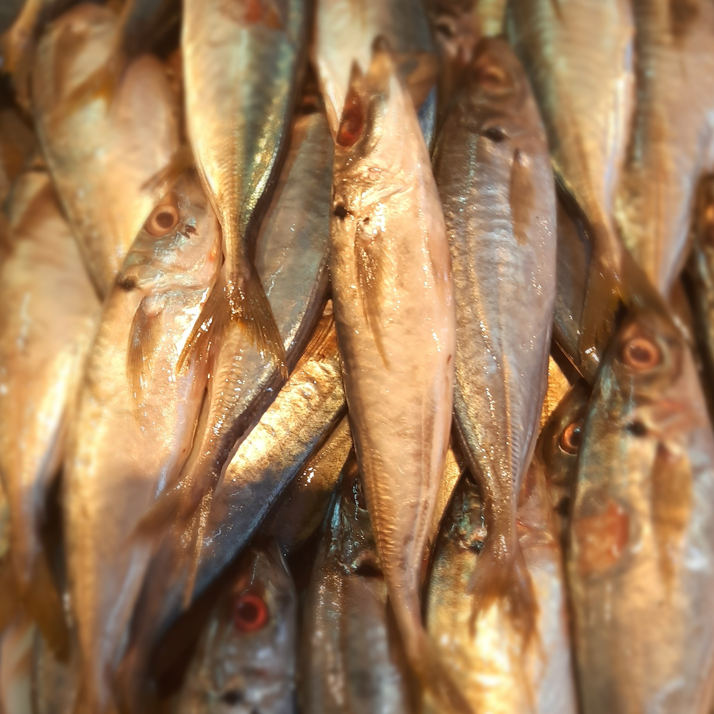 IKAN DENCIS 1KG