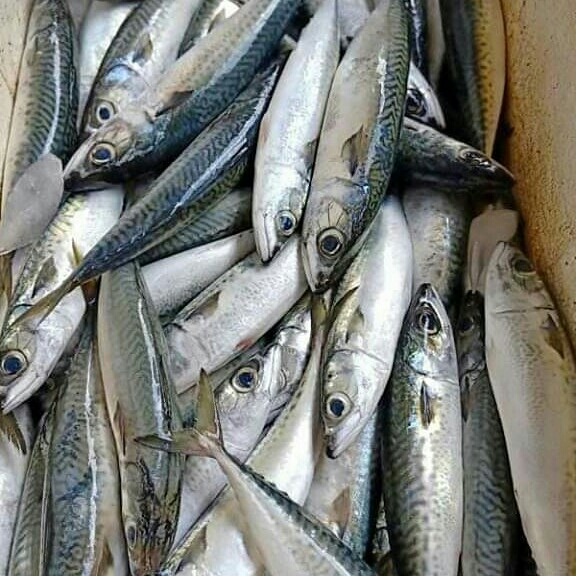 Ikan Fress