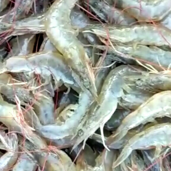 Ikan Fress 2