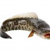 Ikan Gabus