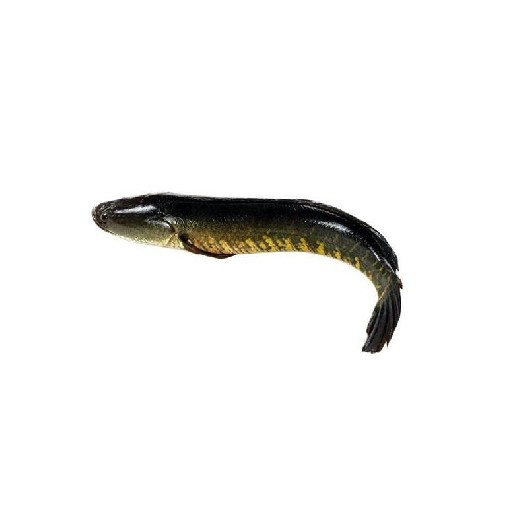 Ikan Gabus