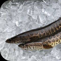 Ikan Gabus