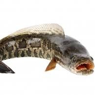 Ikan Gabus