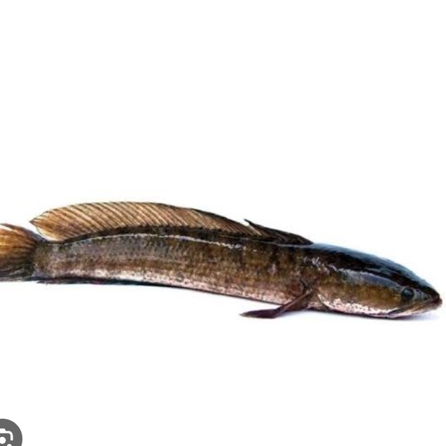 Ikan Gabus