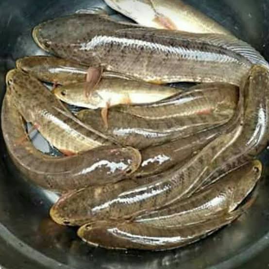 Ikan Gabus 1 Kg