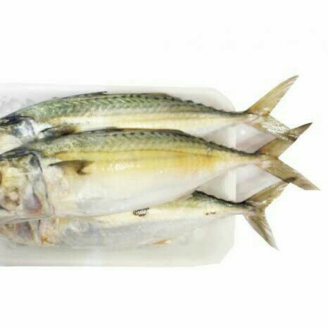 Ikan Gembung