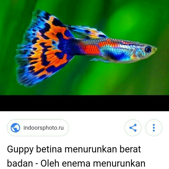 Ikan Guppy