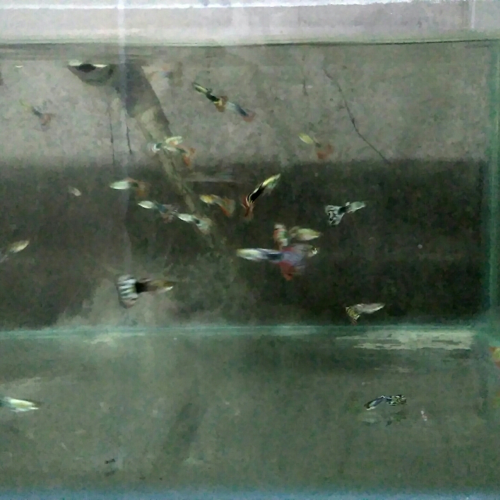 Ikan Guppy