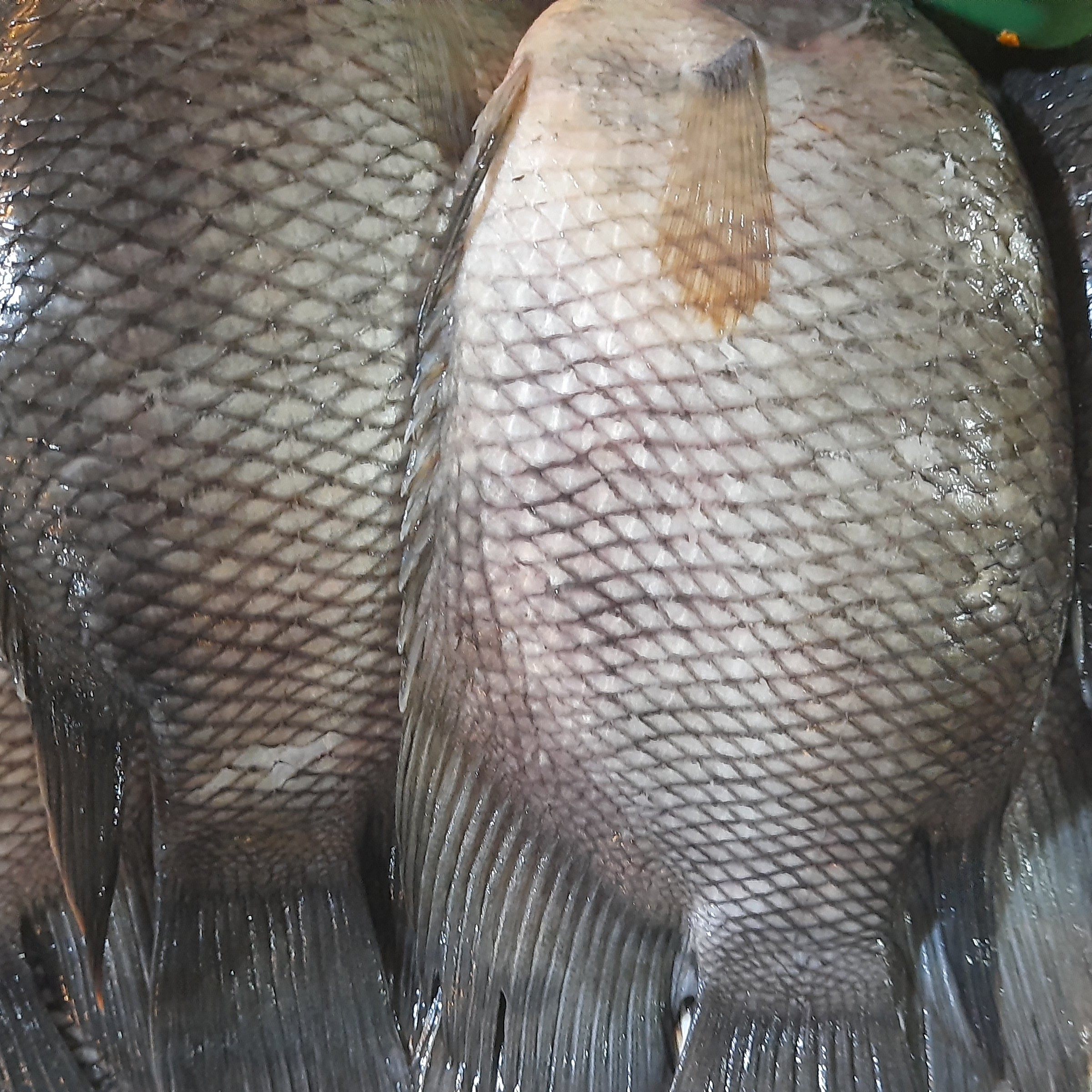 Ikan Gurame