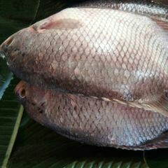 Ikan Gurame