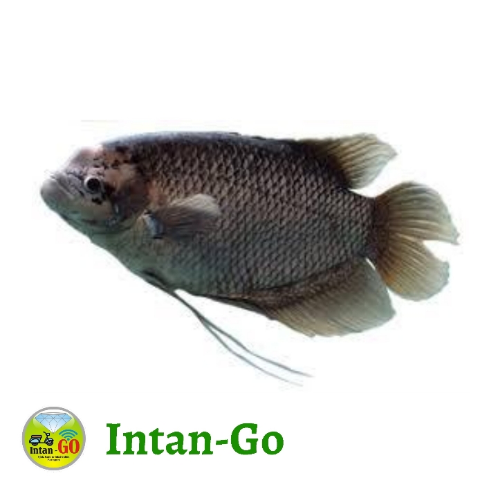 Ikan Gurame
