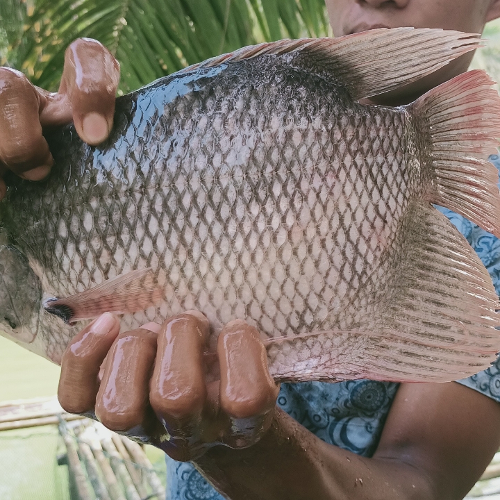 Ikan Gurame