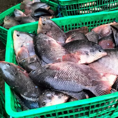 Ikan Gurame