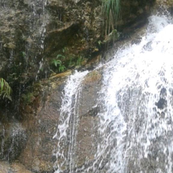 Ikan Gurami