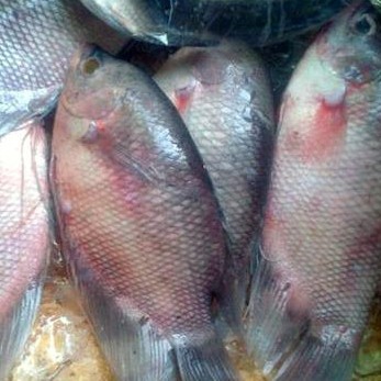 Ikan Gurami 1kg 