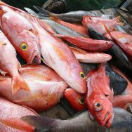 Ikan Kakap 1kg