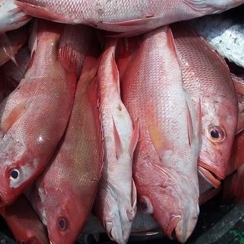Ikan Kakap Merah