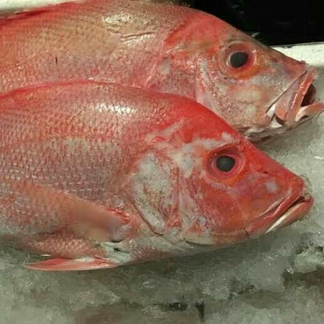 Ikan Kakap Merah