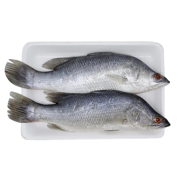Ikan Kakap Putih