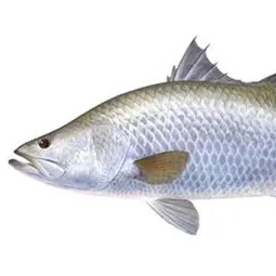 Ikan Kakap Putih