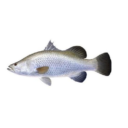 Ikan Kakap Putih