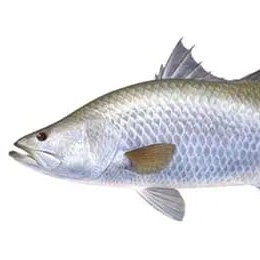 Ikan Kakap Putih