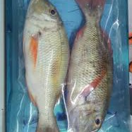 Ikan Katamba